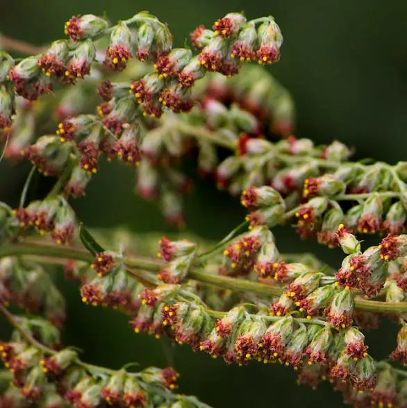 Artemisia vulgaris - Mugwort, Common Wormwood - Image 2