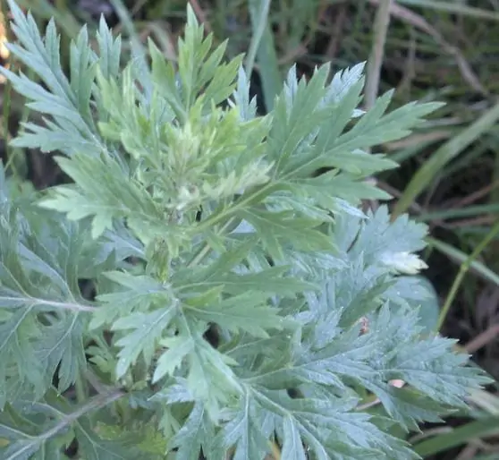 Artemisia vulgaris - Mugwort, Common Wormwood - Image 3