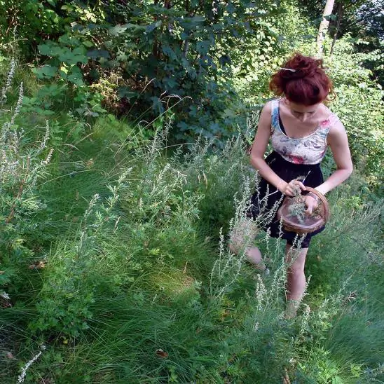 Artemisia vulgaris - Mugwort, Common Wormwood - Image 5