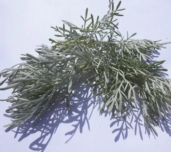 Artemisia vulgaris - Mugwort, Common Wormwood - Image 6