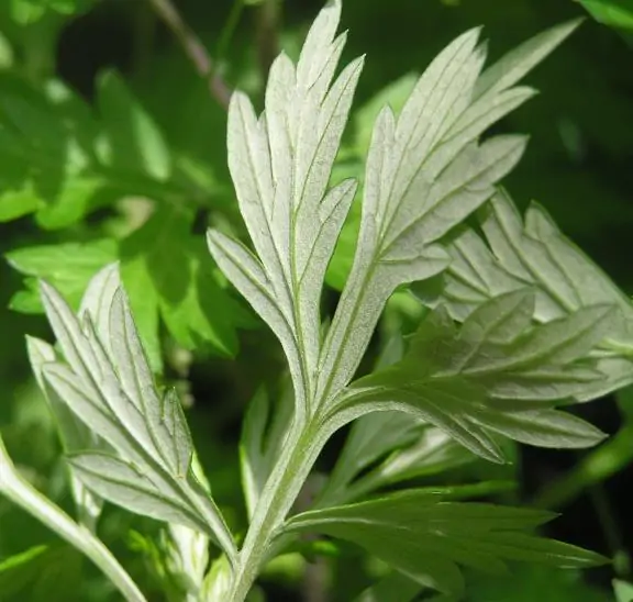 Artemisia vulgaris - Mugwort, Common Wormwood - Image 7