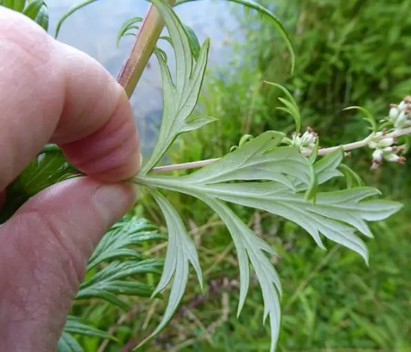 Artemisia vulgaris - Mugwort, Common Wormwood - Image 8