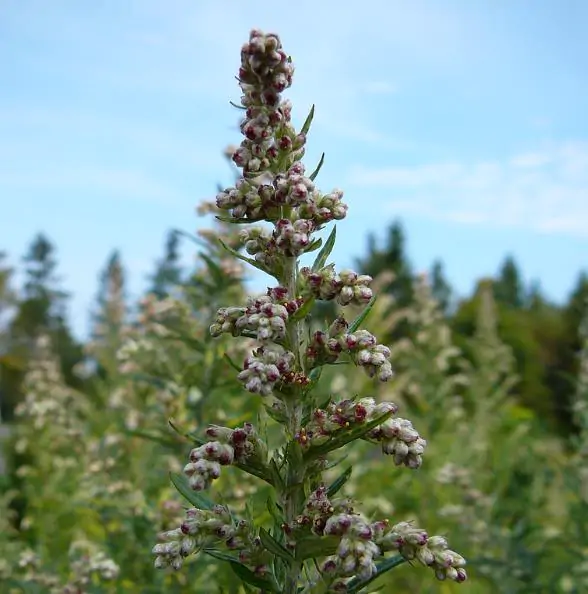 Artemisia vulgaris - Mugwort, Common Wormwood - Image 9