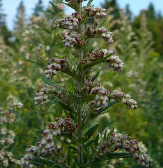 Artemisia vulgaris - Mugwort, Common Wormwood - Image 10