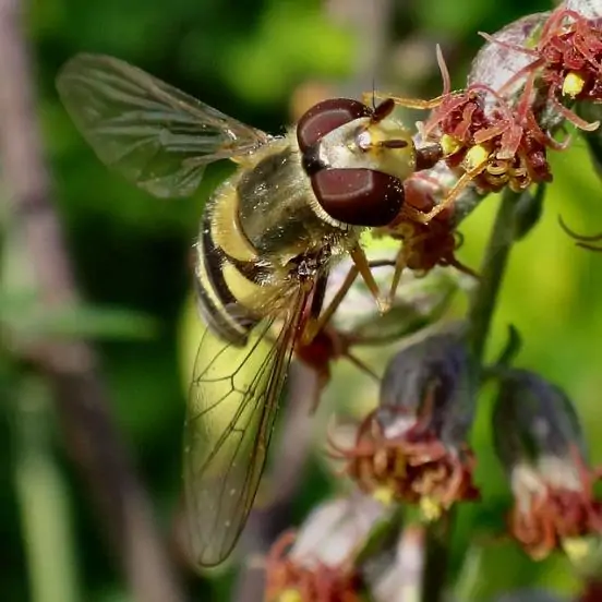 Artemisia vulgaris - Mugwort, Common Wormwood - Image 11
