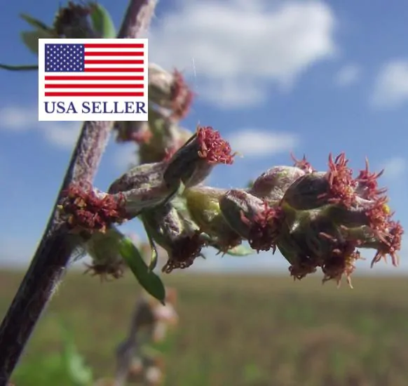 Artemisia vulgaris - Mugwort, Common Wormwood - Image 13