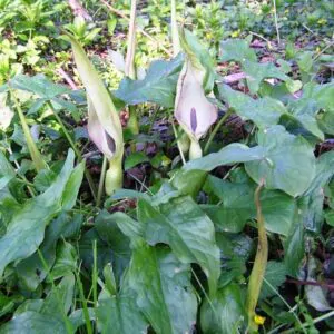 Arum maculatum - Lords and Ladies