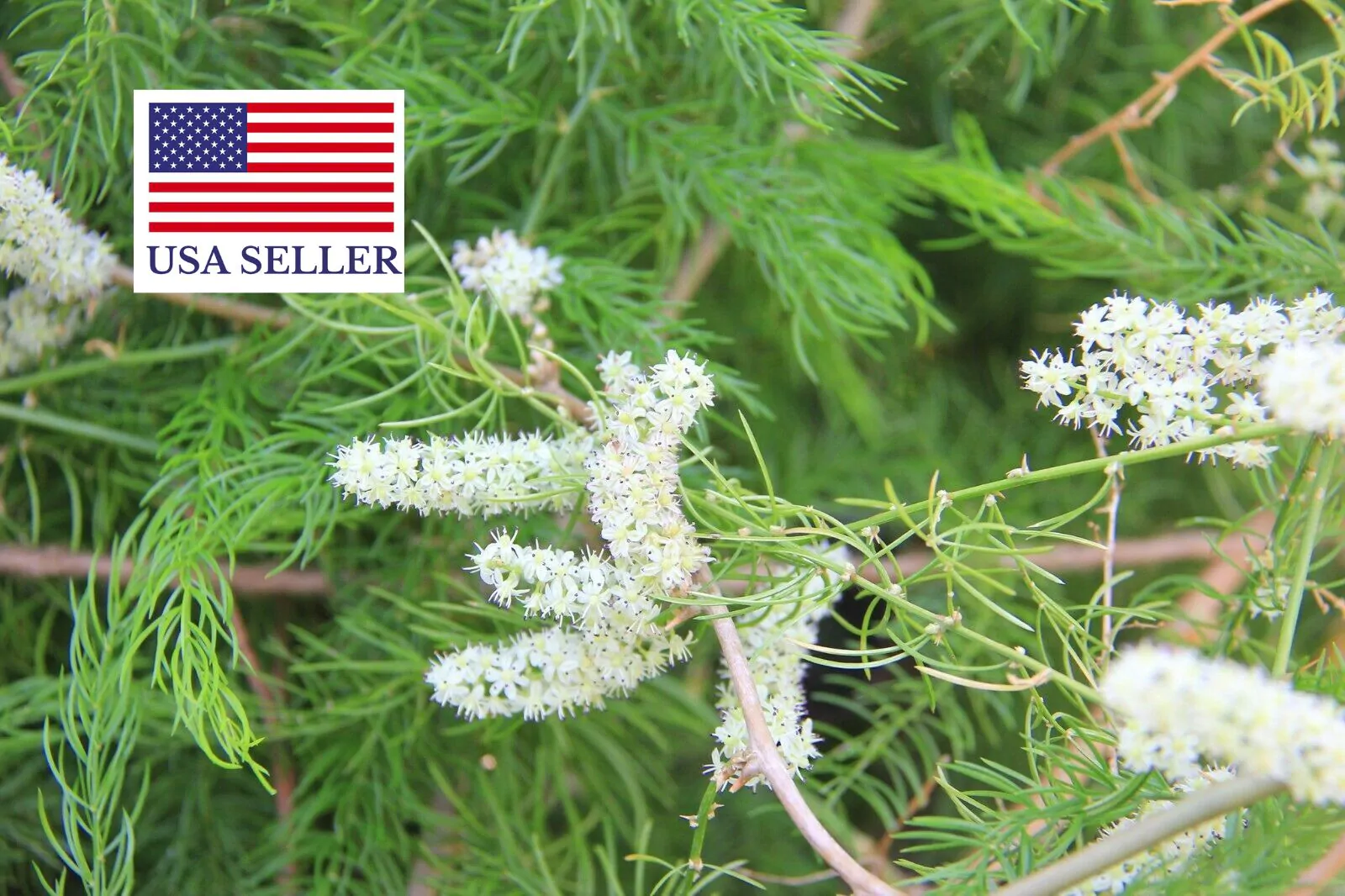 Asparagus racemosus - Satavar - Image 7