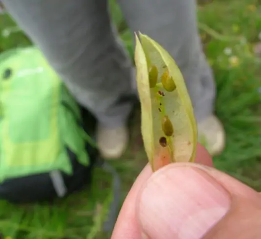 Astragalus propinquus / Astragalus membranaceus / Phaca membranacea - Astragalus membranaceus, Astragal, huang chi, chinese milk-vetch - Image 2
