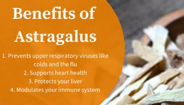 Astragalus propinquus / Astragalus membranaceus / Phaca membranacea - Astragalus membranaceus, Astragal, huang chi, chinese milk-vetch - Image 4