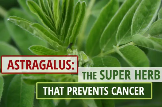 Astragalus propinquus / Astragalus membranaceus / Phaca membranacea - Astragalus membranaceus, Astragal, huang chi, chinese milk-vetch - Image 5