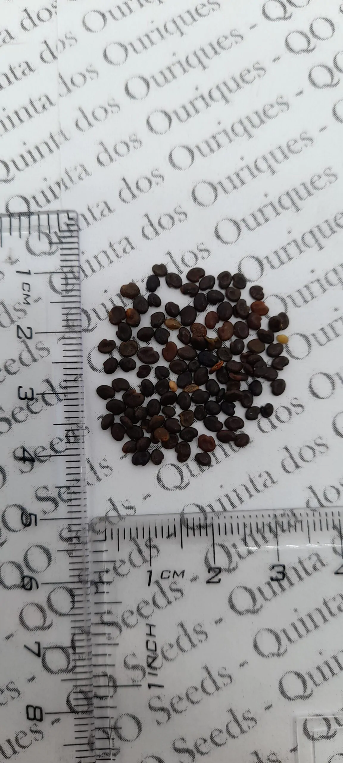 Astragalus propinquus / Astragalus membranaceus / Phaca membranacea - Astragalus membranaceus, Astragal, huang chi, chinese milk-vetch - Image 9