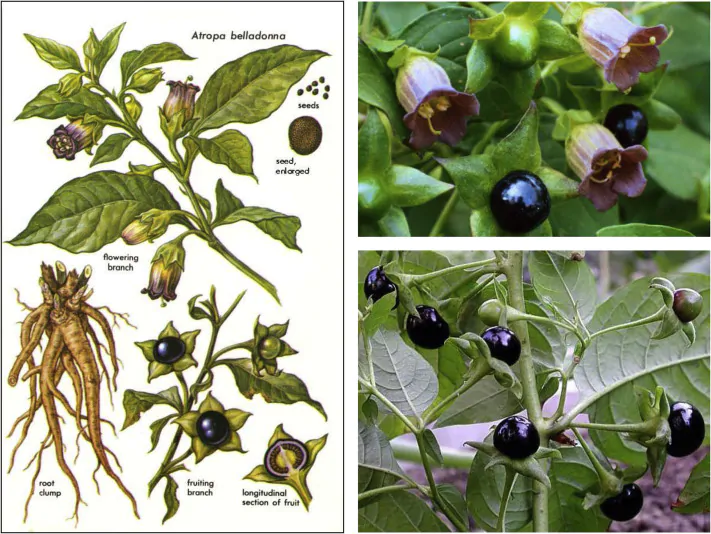 Atropa belladonna - Deadly Nightshade, Atropa Belladonna