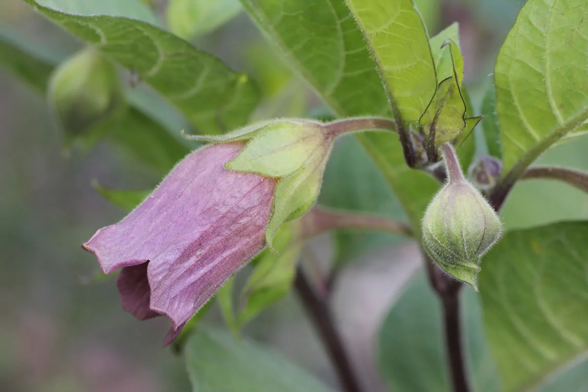 Atropa belladonna - Deadly Nightshade, Atropa Belladonna - Image 2