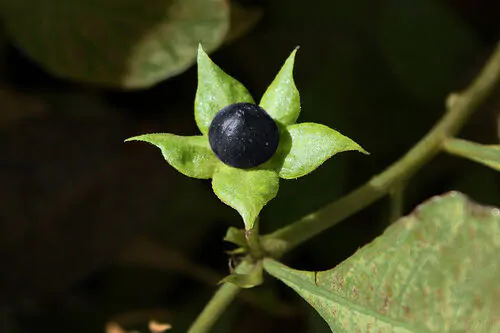 Atropa belladonna - Deadly Nightshade, Atropa Belladonna - Image 6
