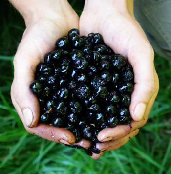Atropa belladonna - Deadly Nightshade, Atropa Belladonna - Image 7