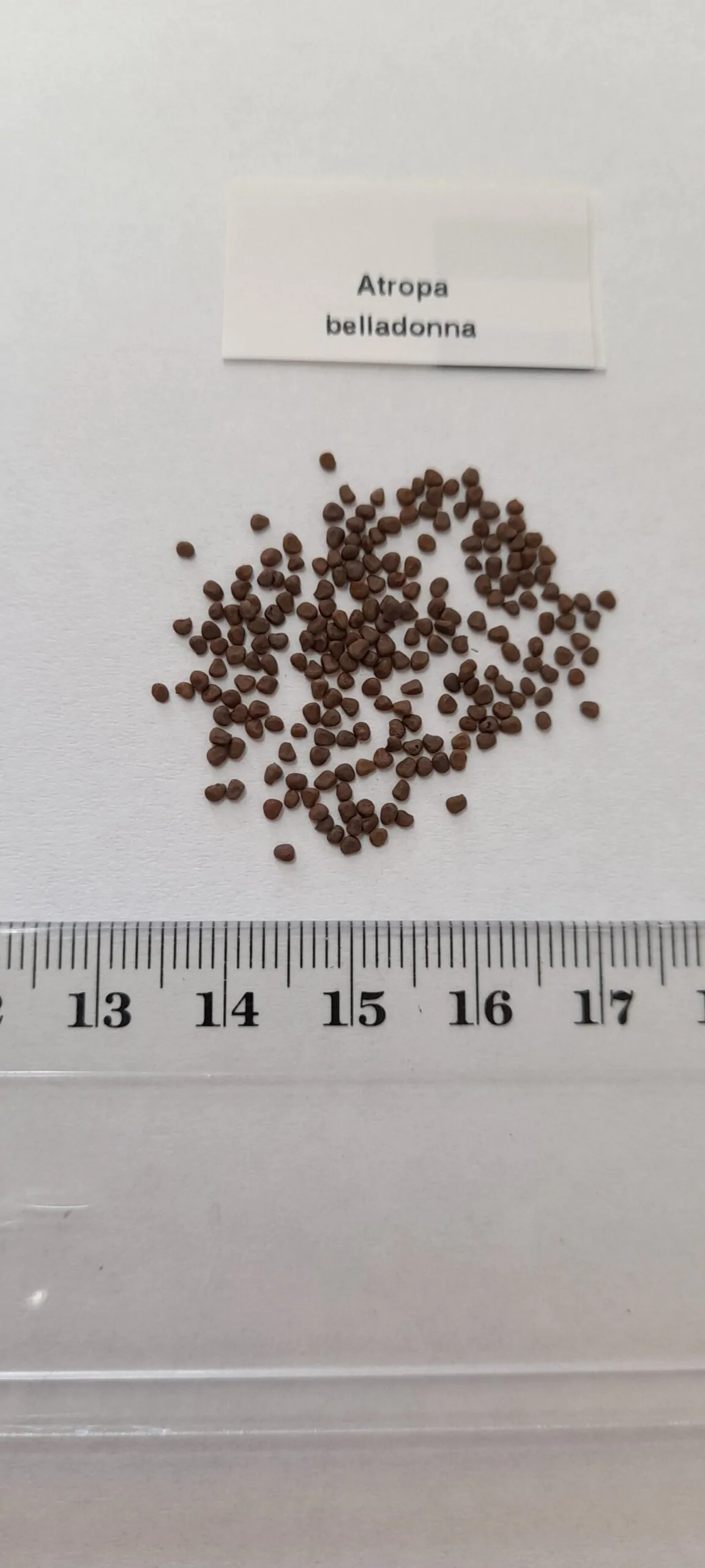 Atropa belladonna - Deadly Nightshade, Atropa Belladonna - Image 9