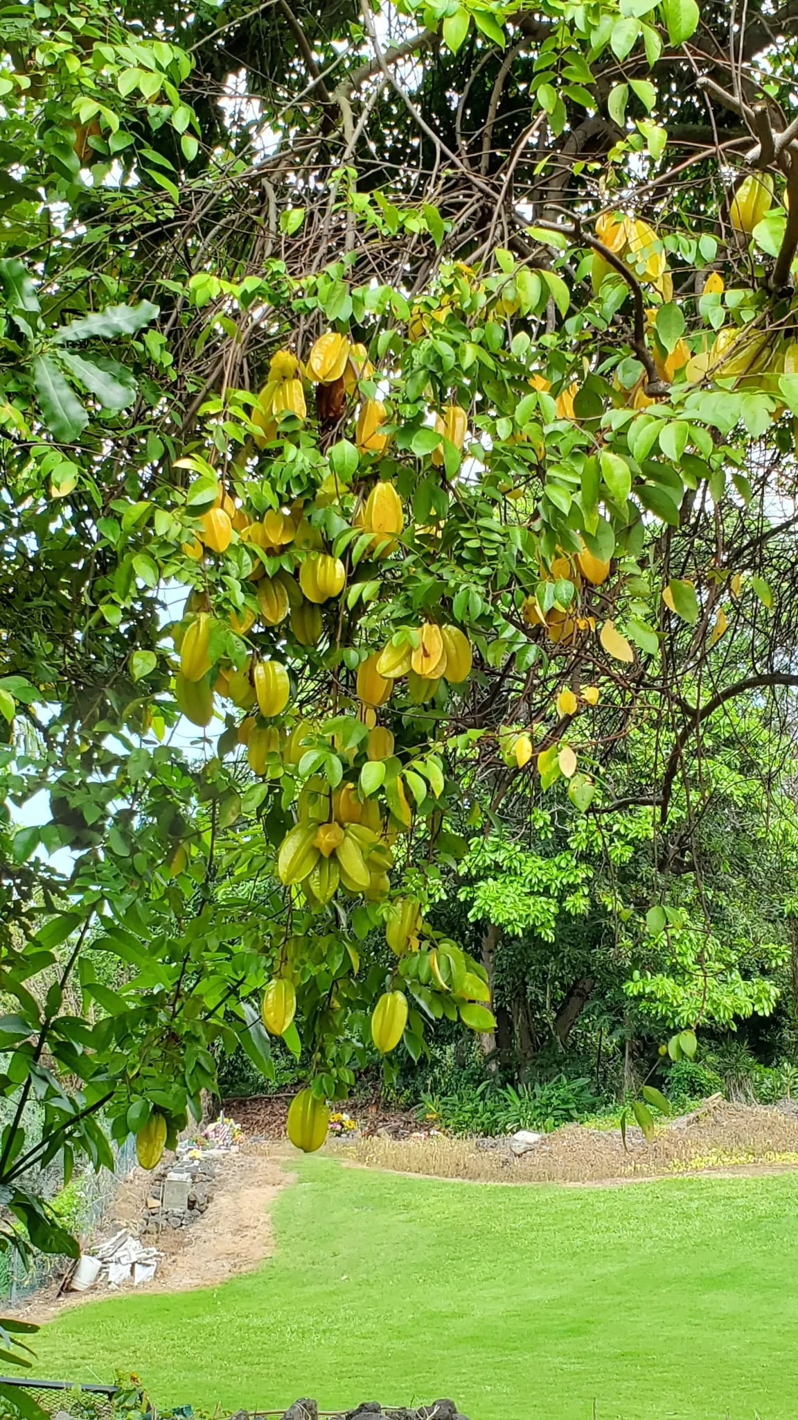 Averrhoa carambola - Carambola, Star Fruit, Five-Corner