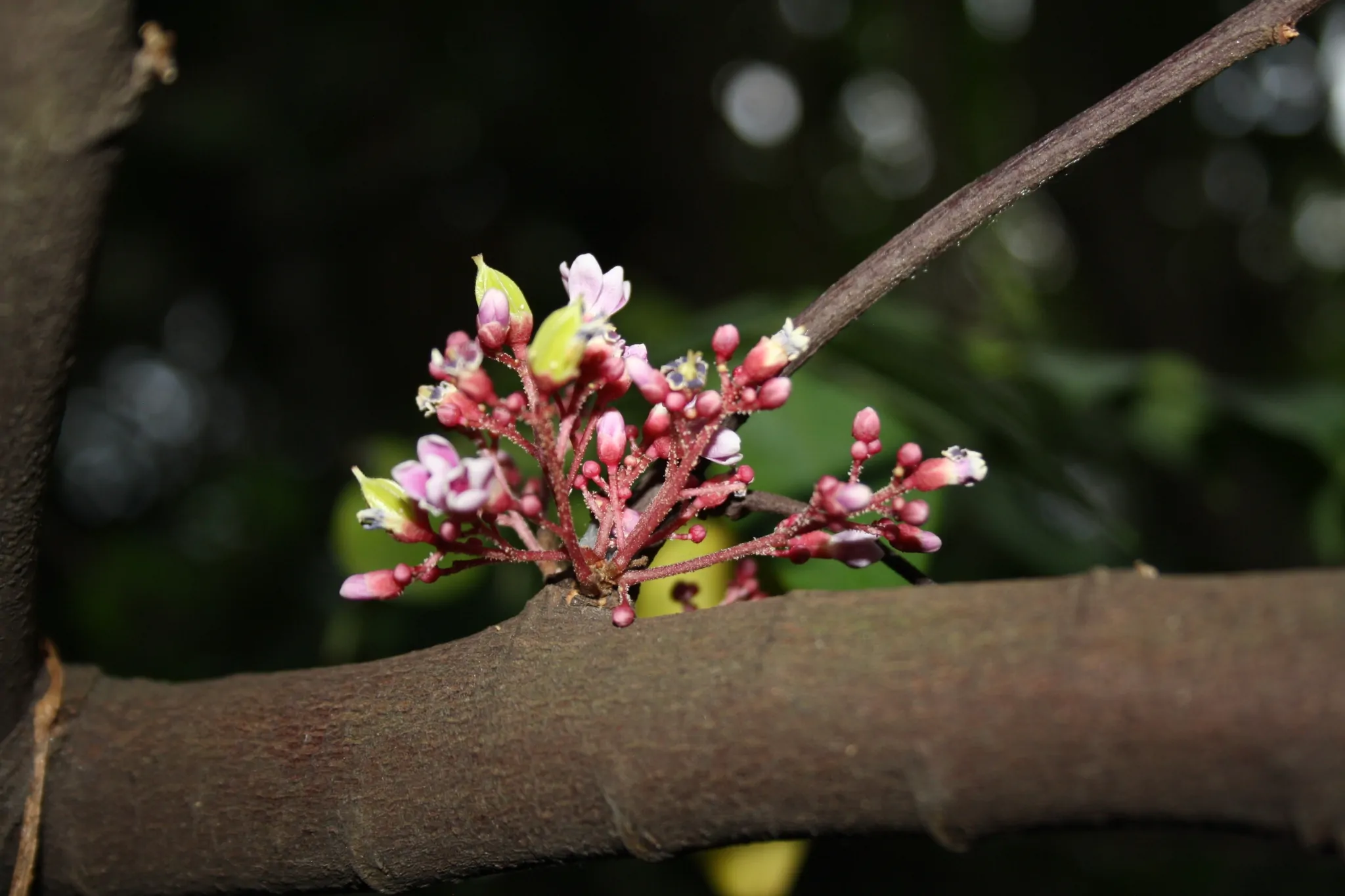 Averrhoa carambola - Carambola, Star Fruit, Five-Corner - Image 3