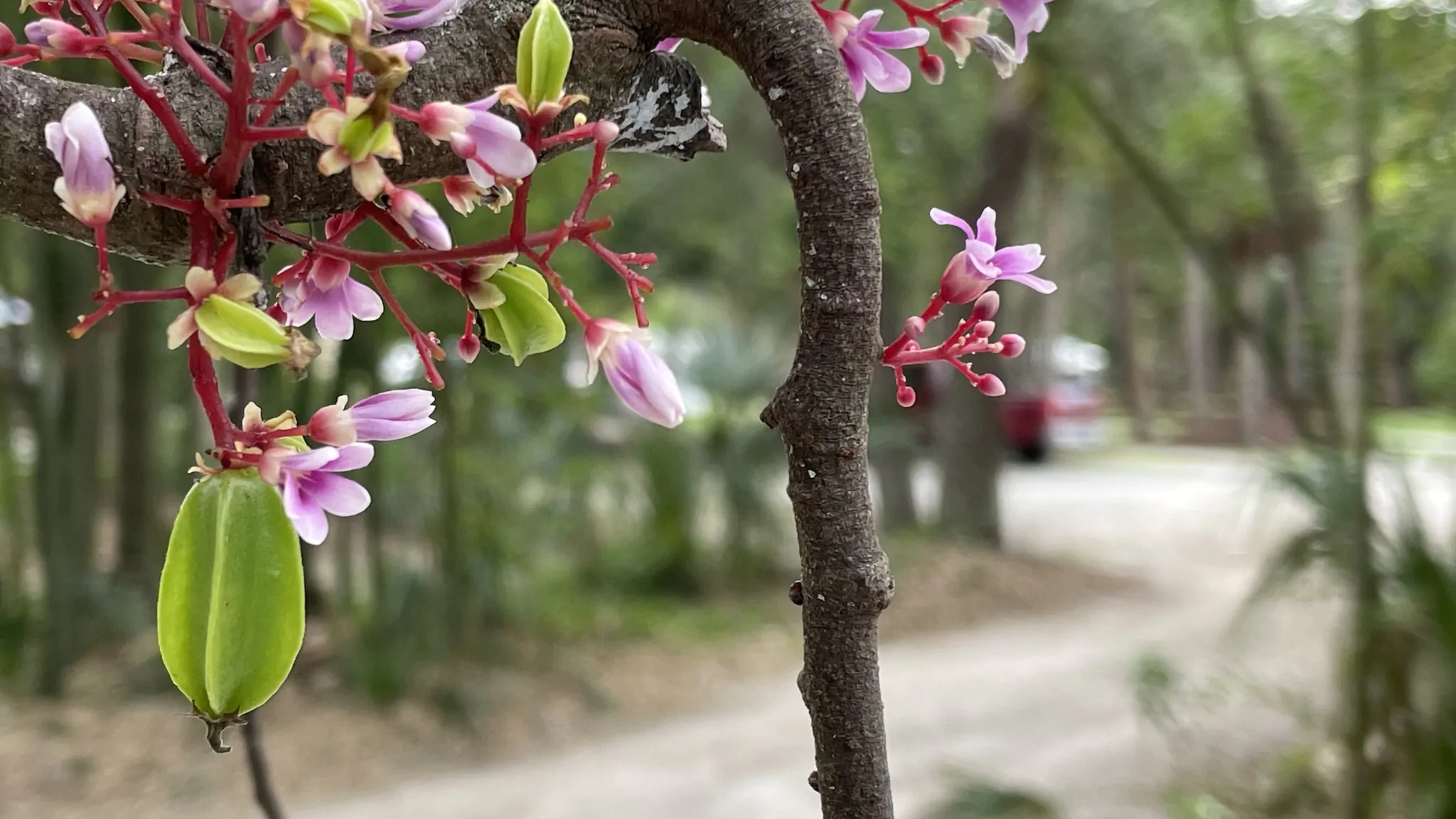 Averrhoa carambola - Carambola, Star Fruit, Five-Corner - Image 5
