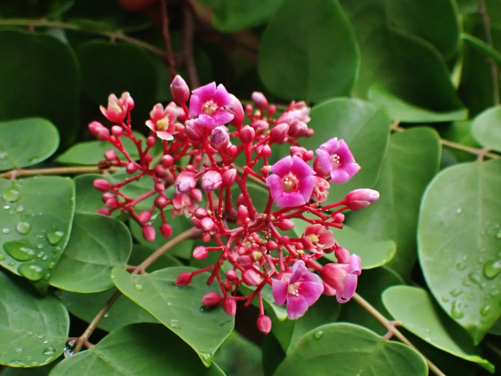Averrhoa carambola - Carambola, Star Fruit, Five-Corner - Image 6