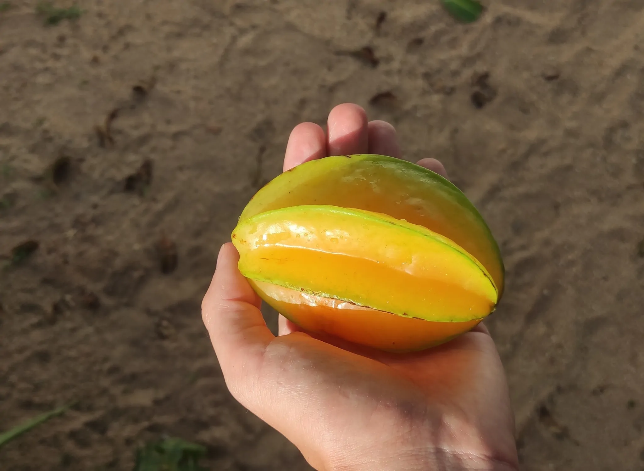 Averrhoa carambola - Carambola, Star Fruit, Five-Corner - Image 7