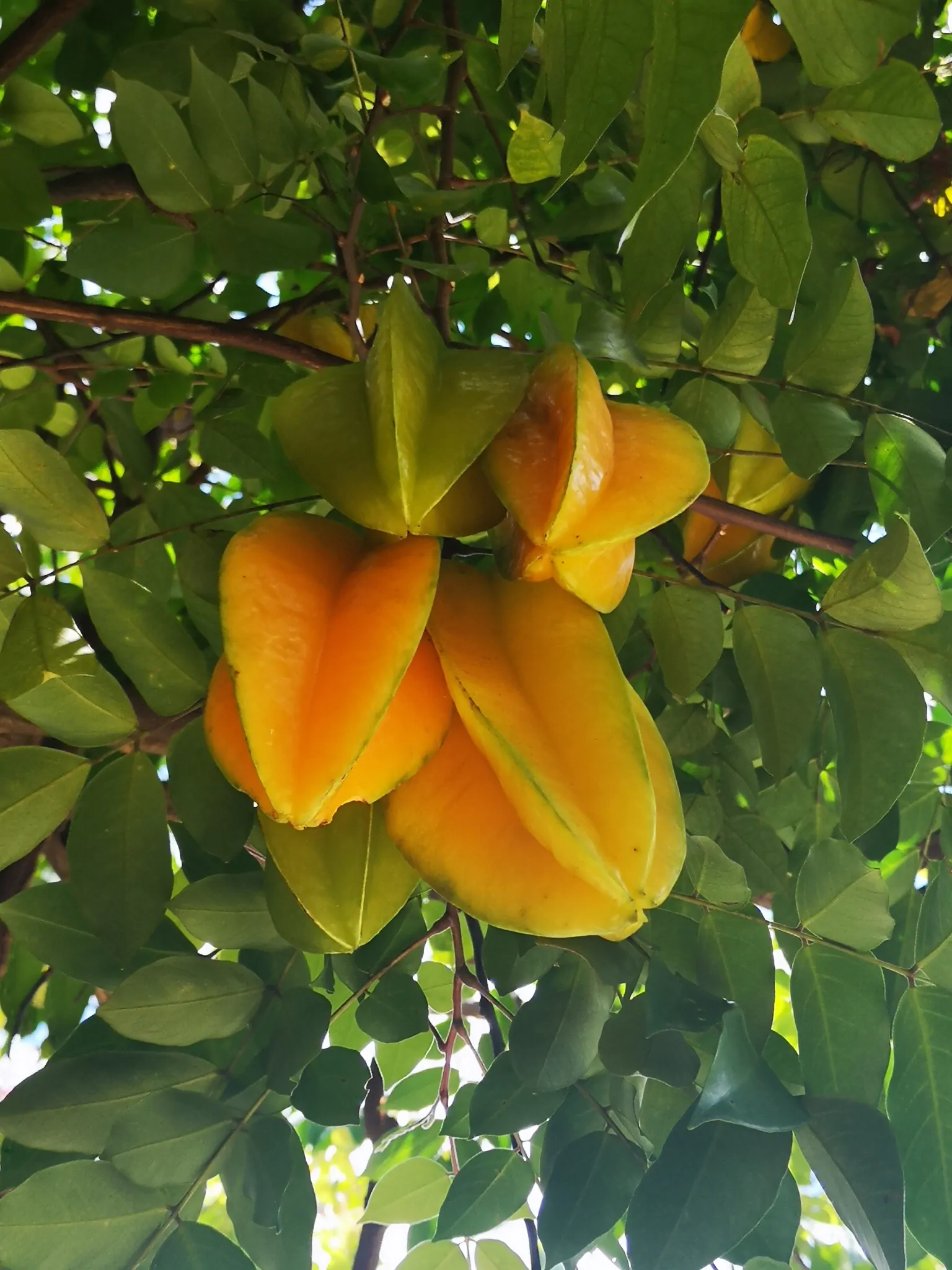 Averrhoa carambola - Carambola, Star Fruit, Five-Corner - Image 8