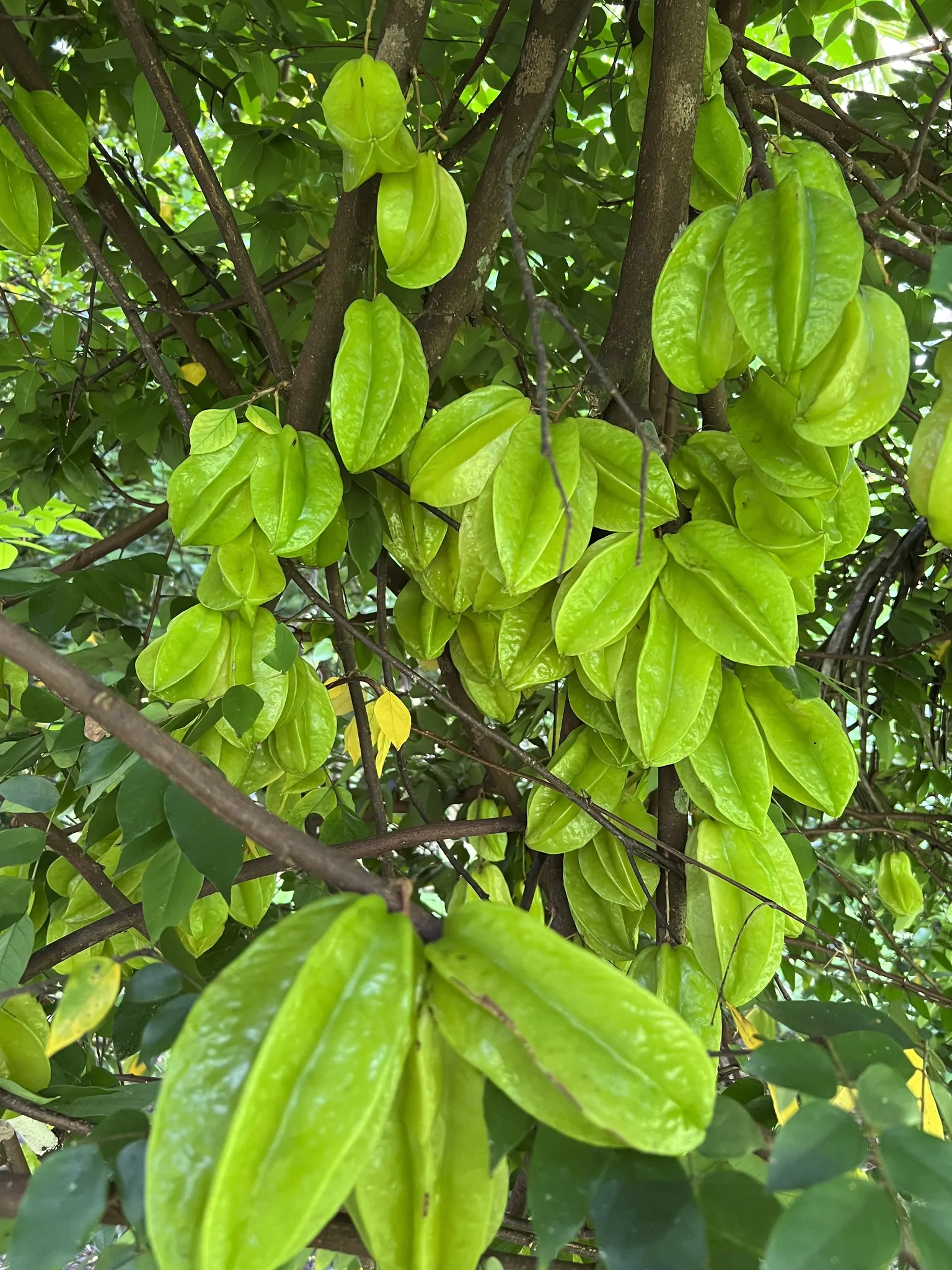 Averrhoa carambola - Carambola, Star Fruit, Five-Corner - Image 9