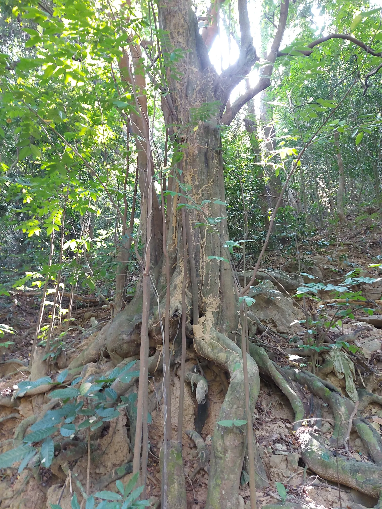 Averrhoa carambola - Carambola, Star Fruit, Five-Corner - Image 10