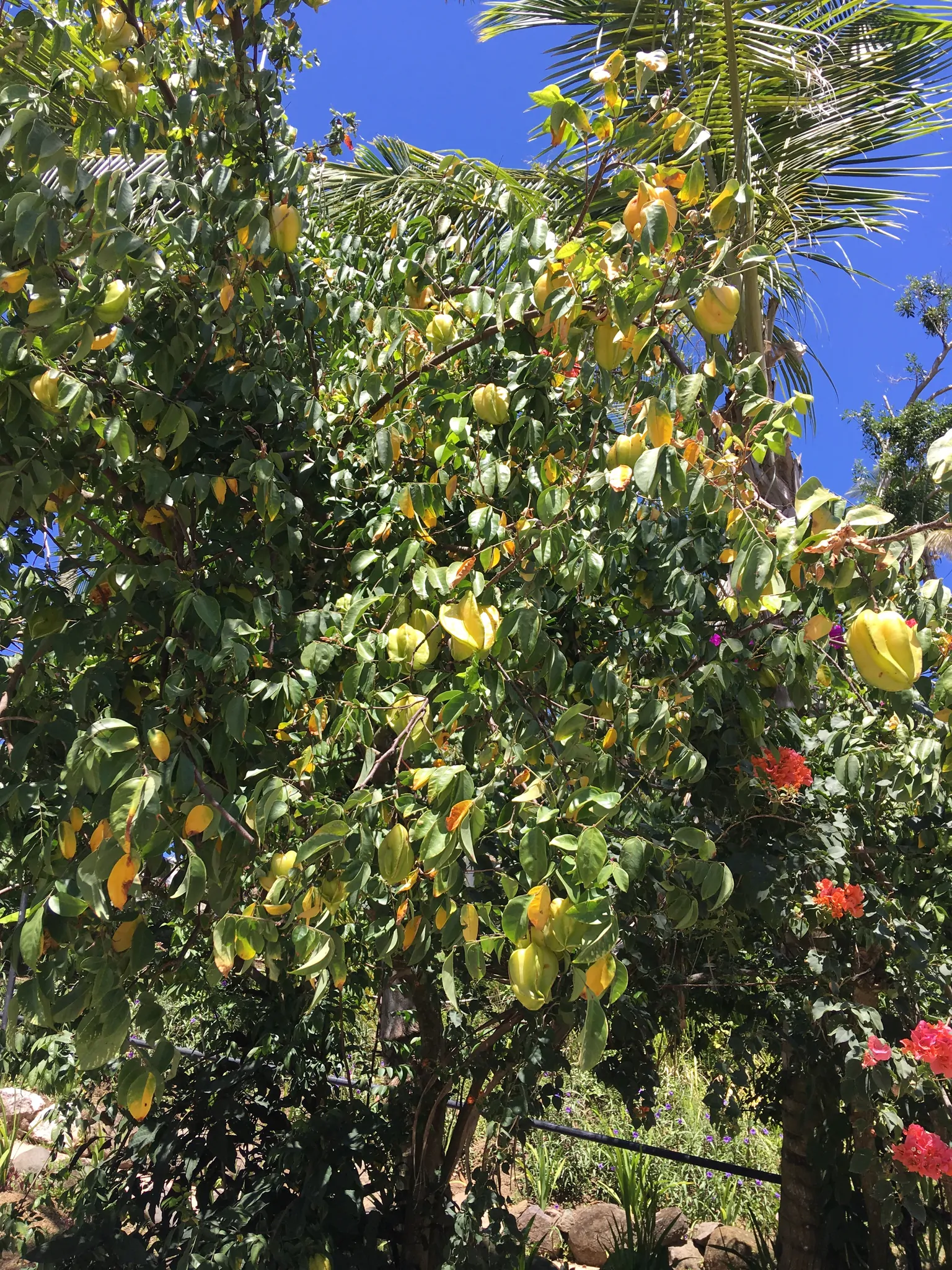 Averrhoa carambola - Carambola, Star Fruit, Five-Corner - Image 11