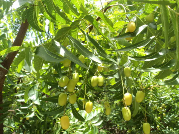 Azadirachta indica - Neem Tree - Image 2