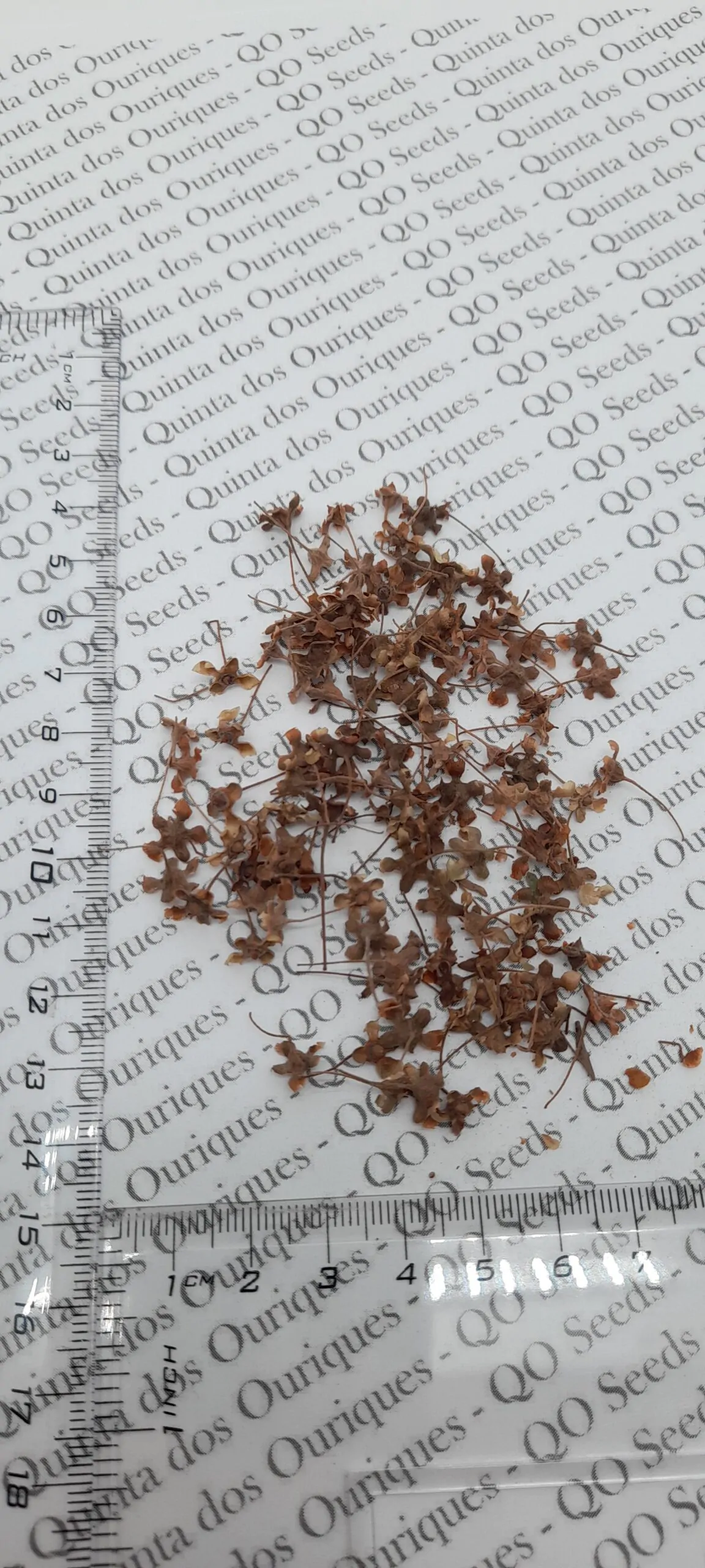 Backhousia citriodora - Murta Lemon, Lemon Perfumed Murray, Verbena Twelve Tree, Australian Lemon Myrtle - Image 2