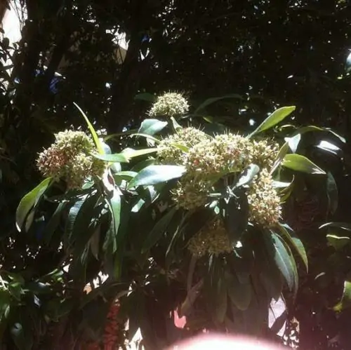 Backhousia citriodora - Murta Lemon, Lemon Perfumed Murray, Verbena Twelve Tree, Australian Lemon Myrtle - Image 3