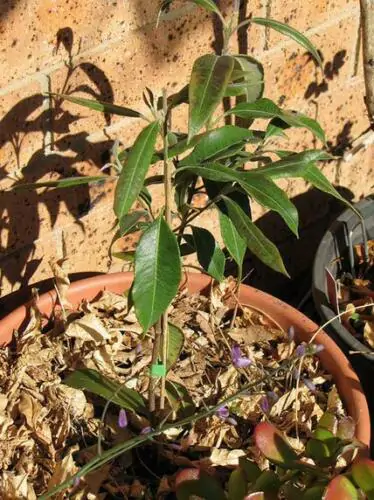 Backhousia citriodora - Murta Lemon, Lemon Perfumed Murray, Verbena Twelve Tree, Australian Lemon Myrtle - Image 8
