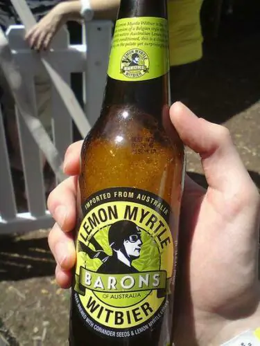 Backhousia citriodora - Murta Lemon, Lemon Perfumed Murray, Verbena Twelve Tree, Australian Lemon Myrtle - Image 12