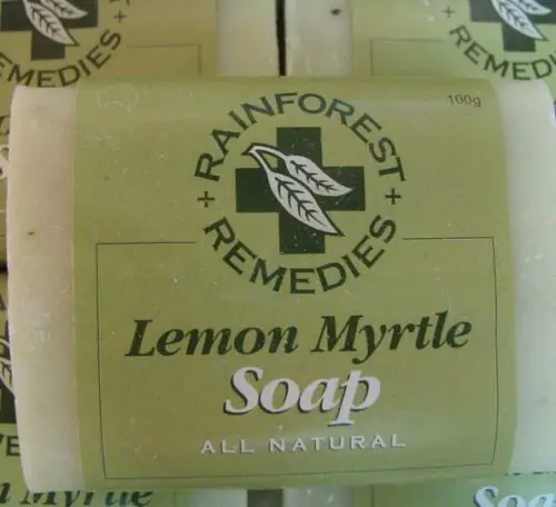 Backhousia citriodora - Murta Lemon, Lemon Perfumed Murray, Verbena Twelve Tree, Australian Lemon Myrtle - Image 13