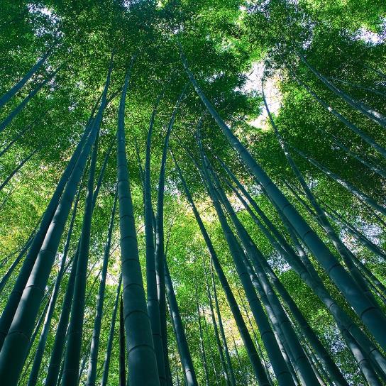 Bambusa bambos / Bambusa arundinacea - Giant Bamboo, Indian Bamboo, Giant Thorny Bamboo - Image 2
