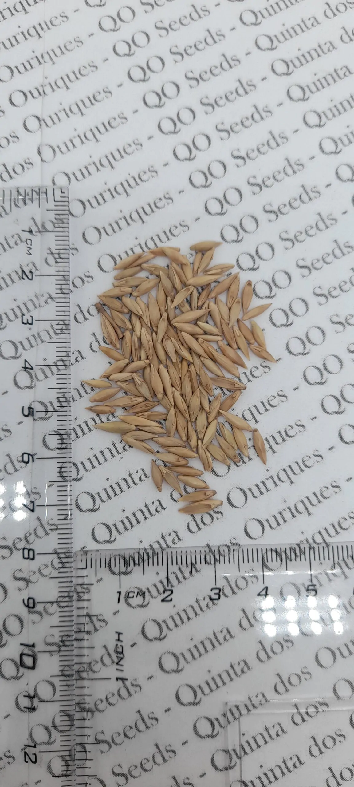 Bambusa bambos / Bambusa arundinacea - Giant Bamboo, Indian Bamboo, Giant Thorny Bamboo - Image 7