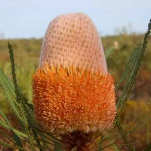 Banksia hookeriana - Hooker's Banksia, Eneabba Banksia