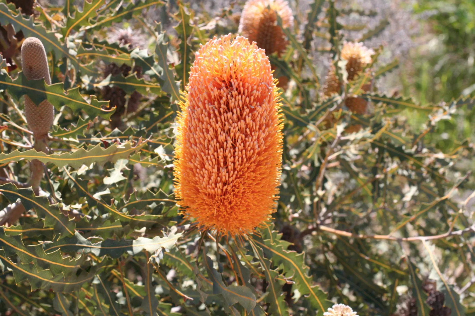 Banksia prionotes - Acorn Banksia, Orange Banksia - Image 3