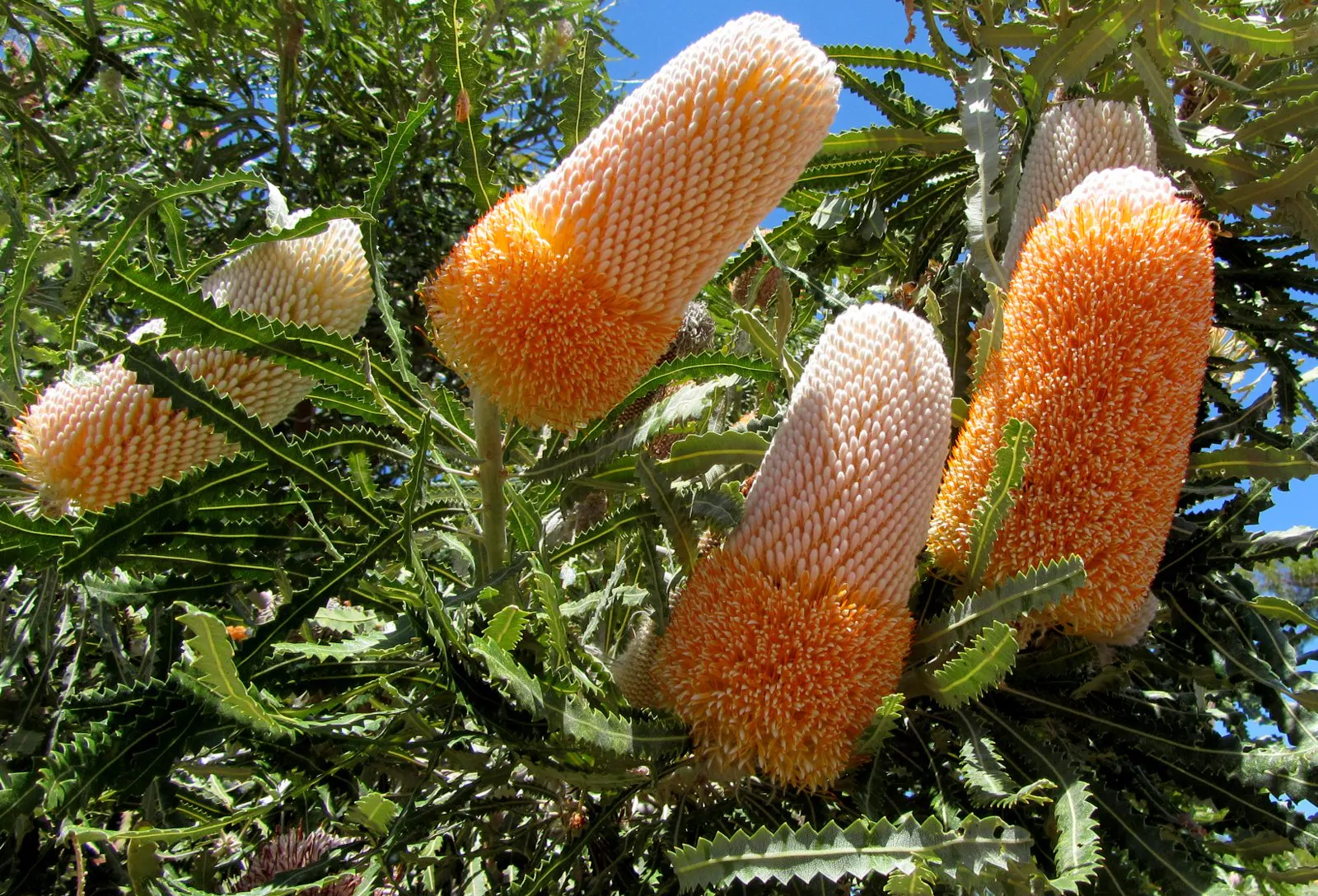 Banksia prionotes - Acorn Banksia, Orange Banksia - Image 4