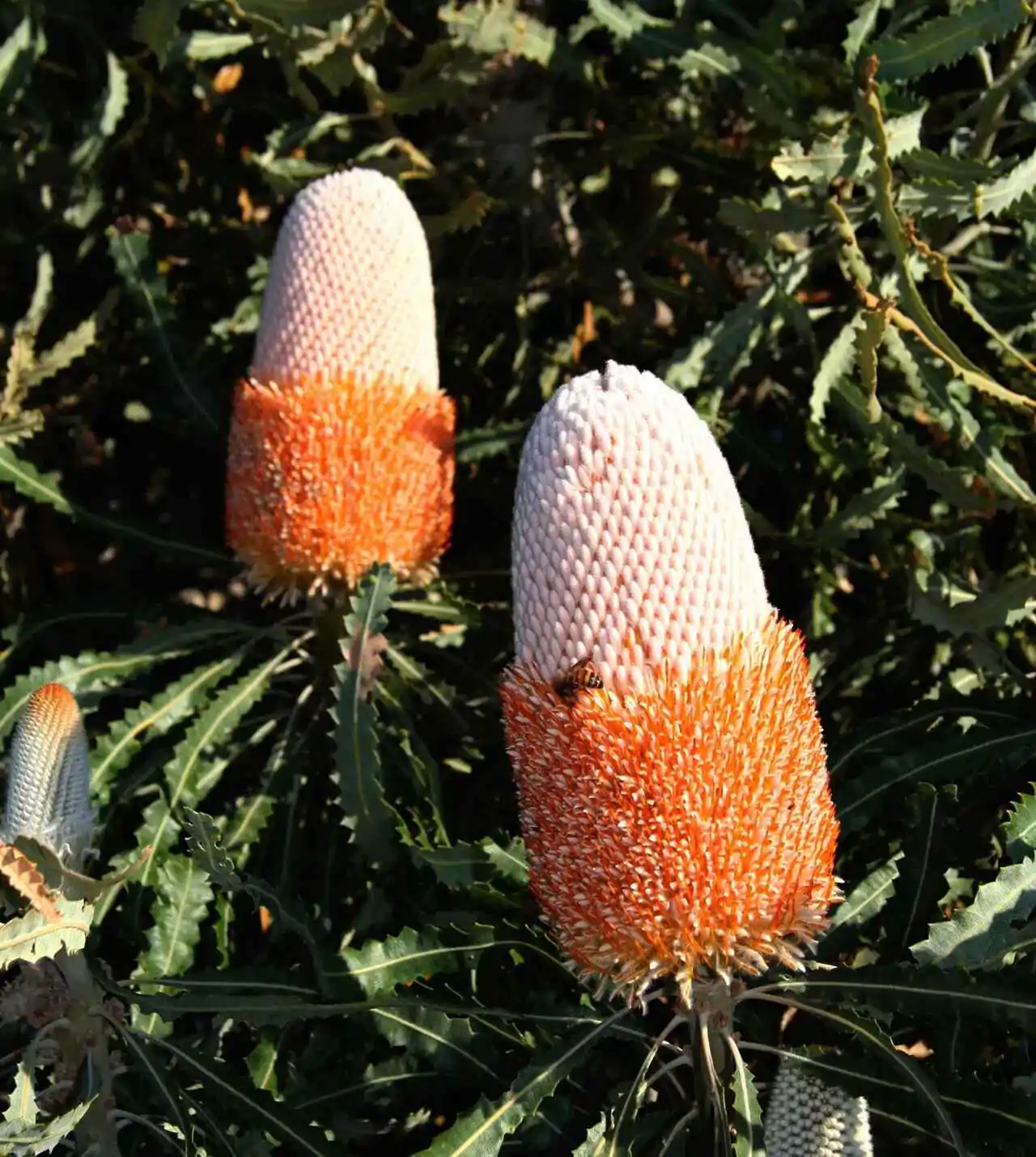 Banksia prionotes - Acorn Banksia, Orange Banksia - Image 5