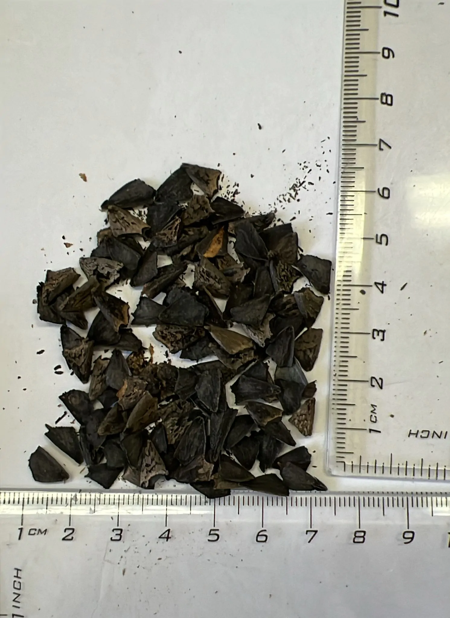 Banksia prionotes - Acorn Banksia, Orange Banksia - Image 6