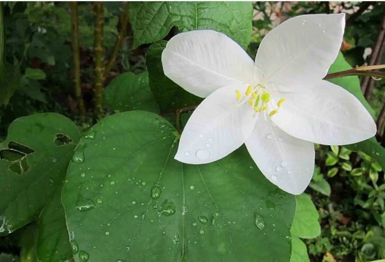 Bauhinia acuminata - Snowy Orchid Tree
