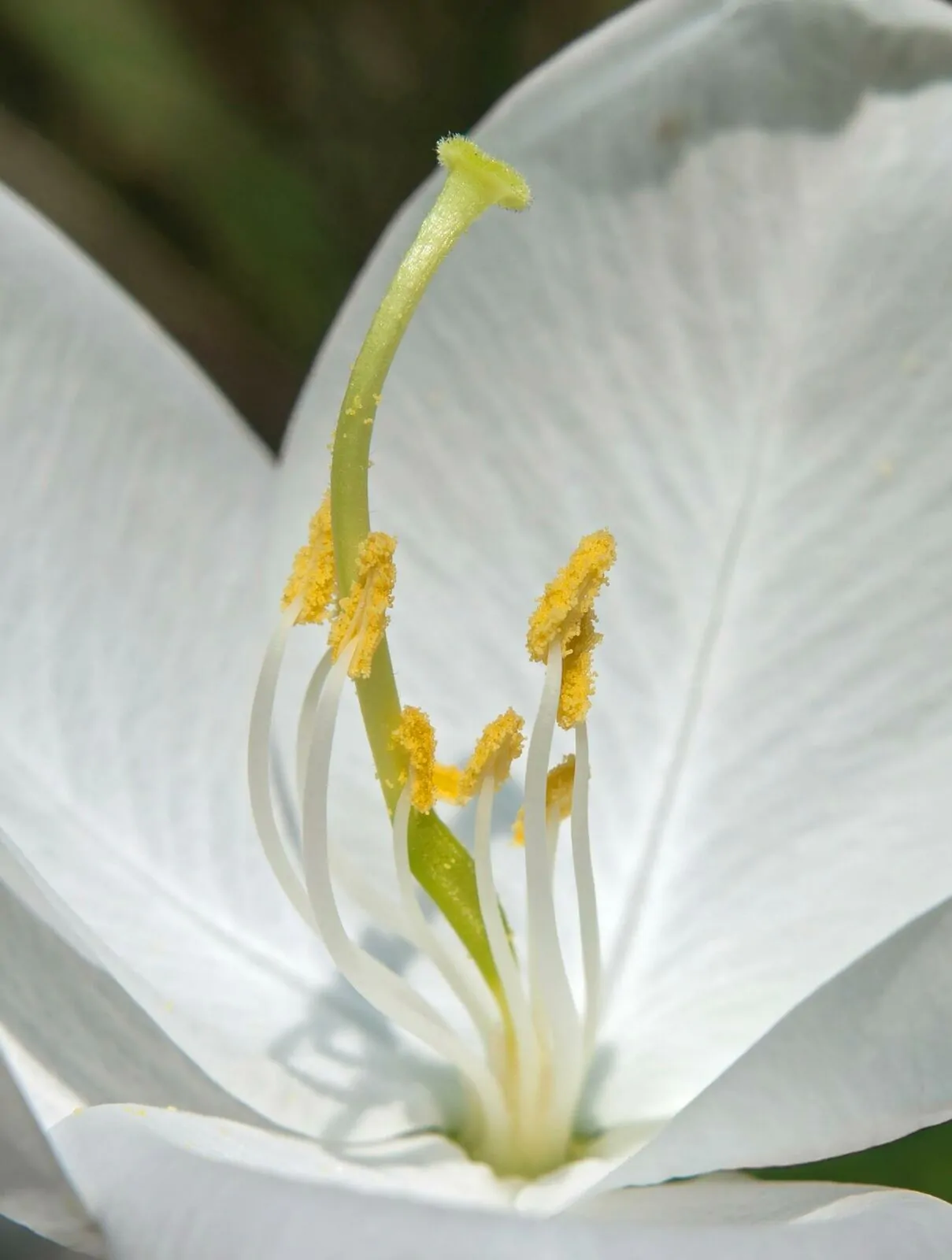 Bauhinia acuminata - Snowy Orchid Tree - Image 3