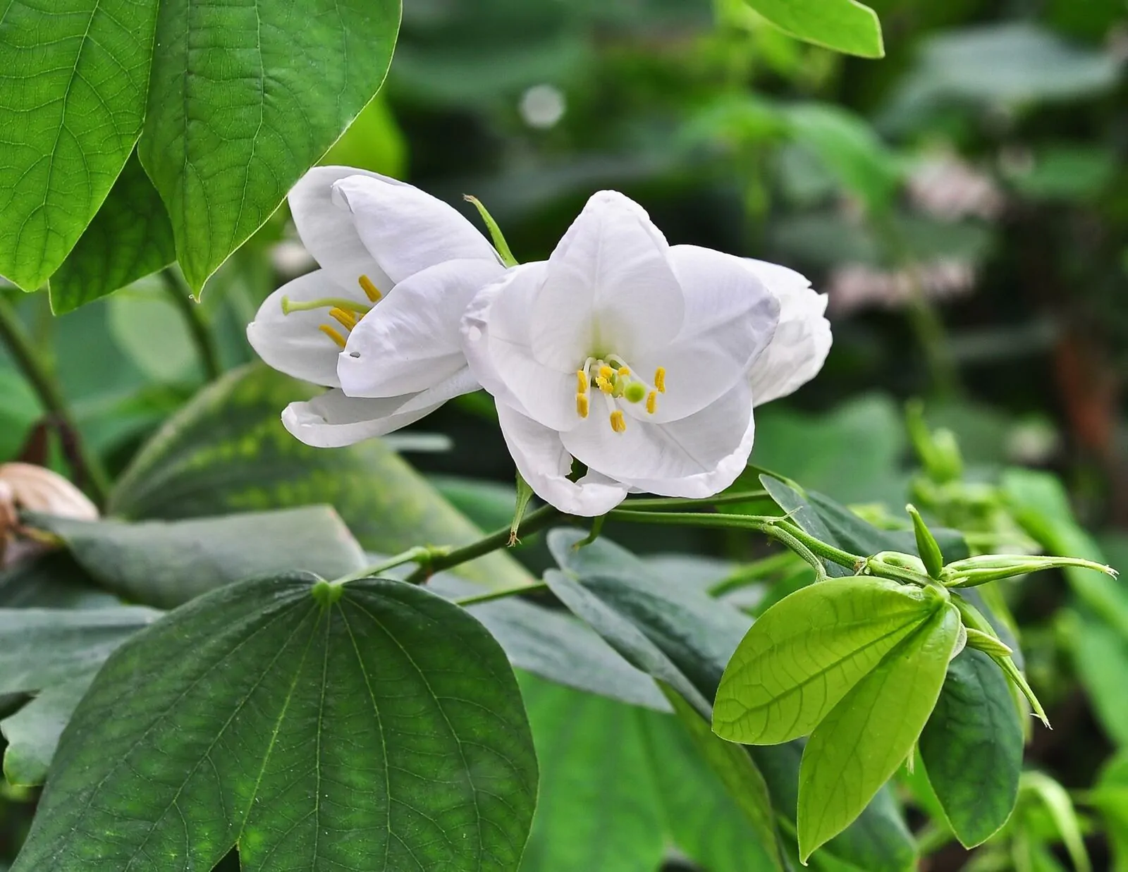 Bauhinia acuminata - Snowy Orchid Tree - Image 4