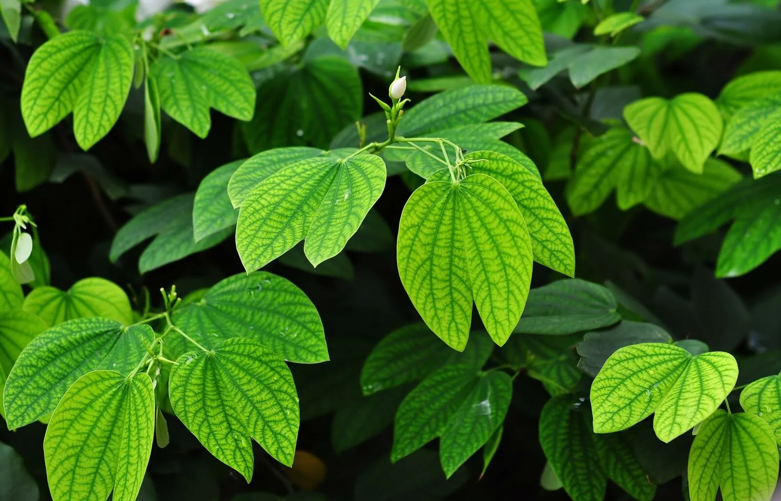 Bauhinia acuminata - Snowy Orchid Tree - Image 5