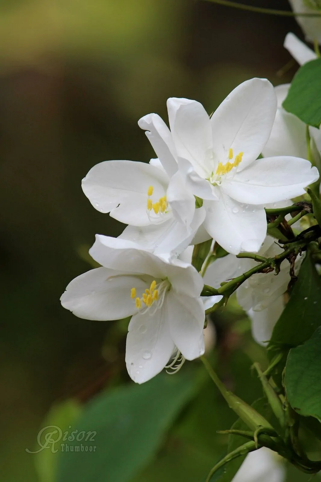 Bauhinia acuminata - Snowy Orchid Tree - Image 6