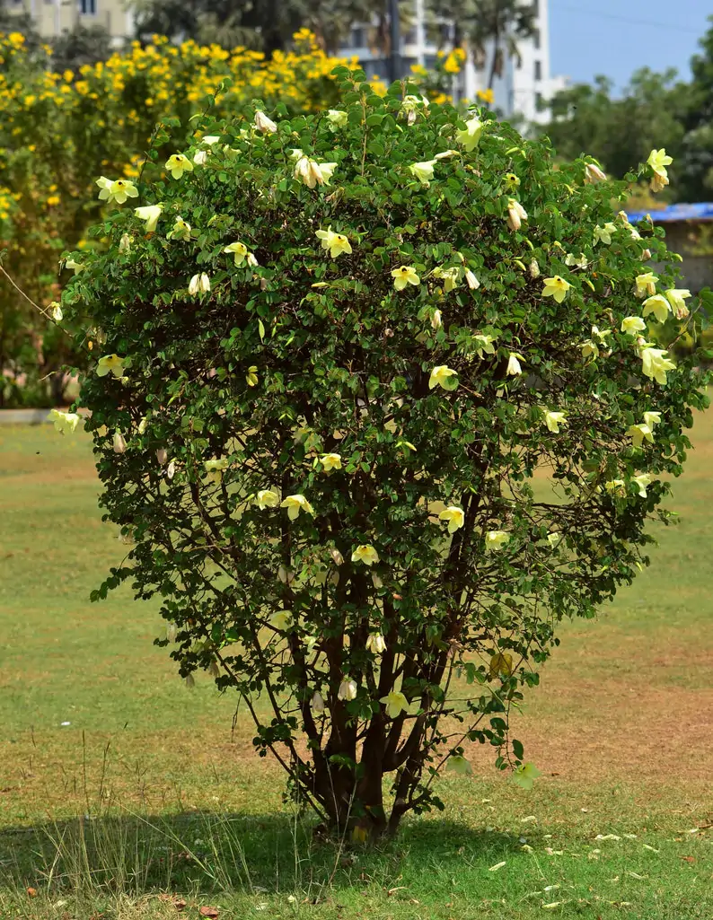 Bauhinia tomentosa - Yellow Orchid Tree, Mountain Ebony - Image 2