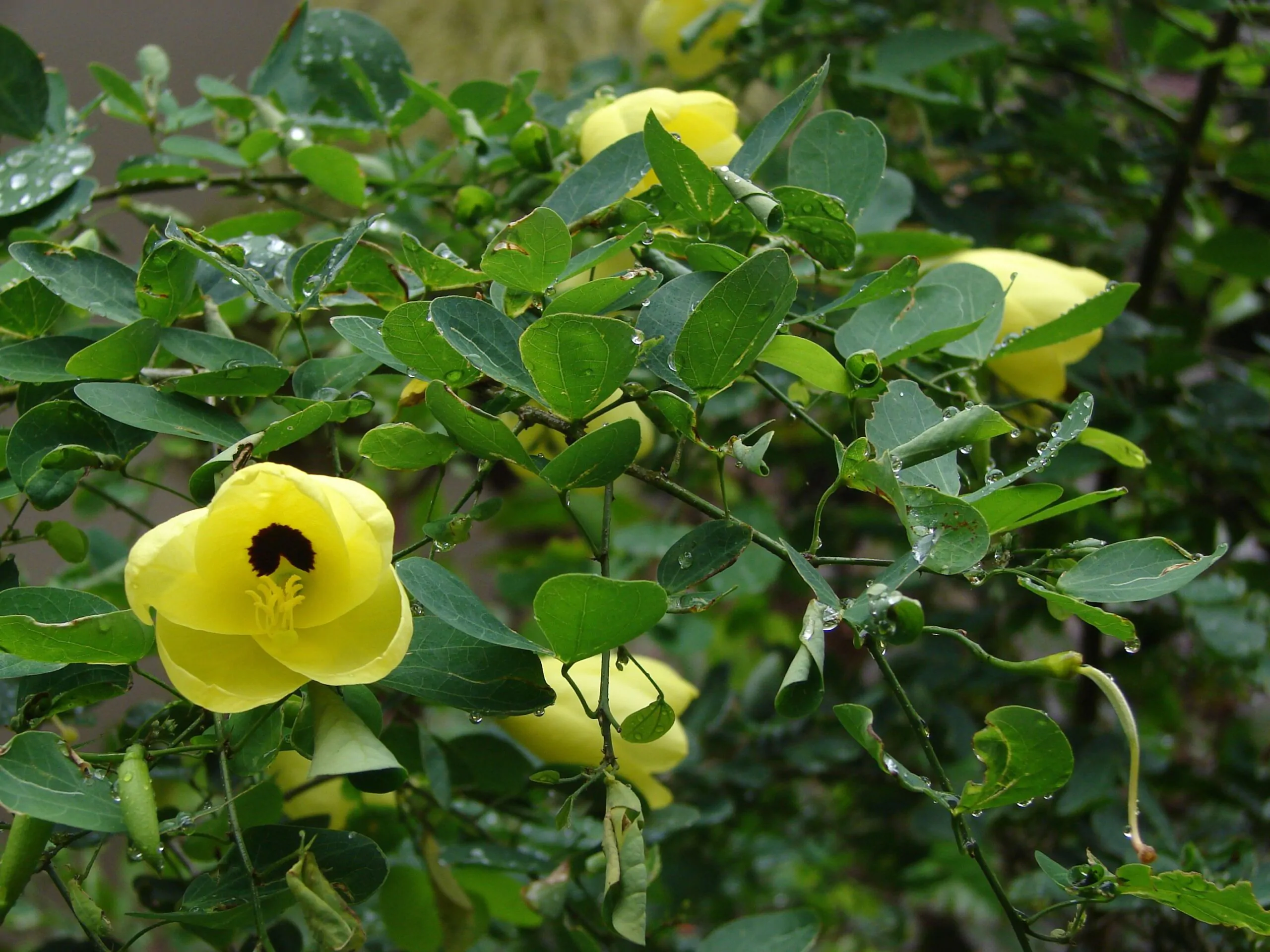 Bauhinia tomentosa - Yellow Orchid Tree, Mountain Ebony - Image 7